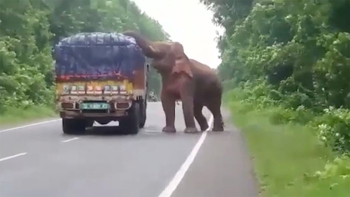 VIDEO Ovakvu pljačku nisu očekivali: Slon zaustavio kamion pun krumpira pa počeo jesti
