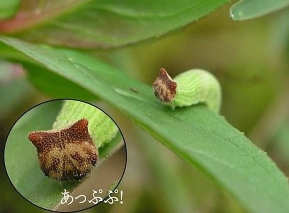 Hello Kitty gusjenica?