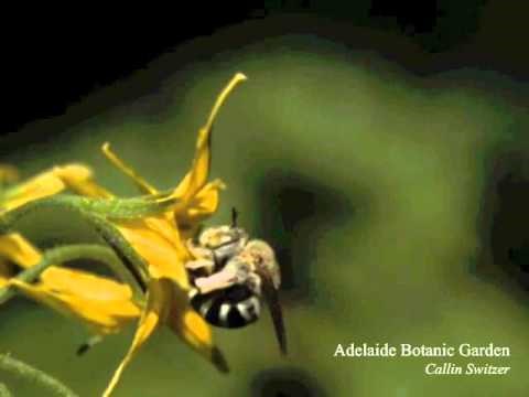 Pčele divljački "headbangaju" kako bi oprašile cvijet u Metallica stilu!