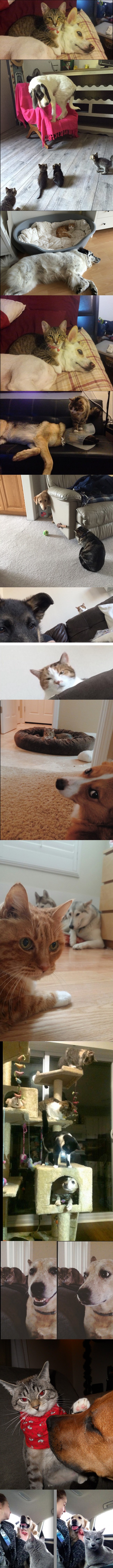 Ove su mačke pokazale tko je šef u kući