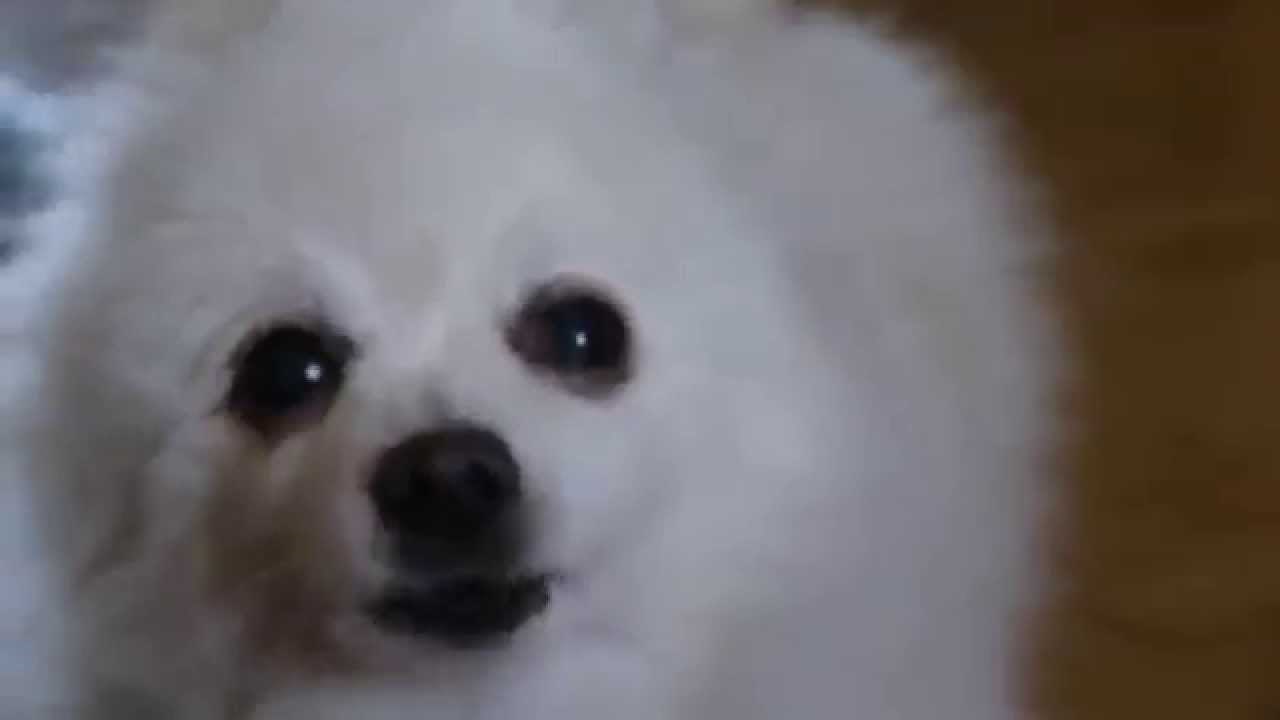 Neumoljivo lajanje majušnog psića pretvorili u elektroniku