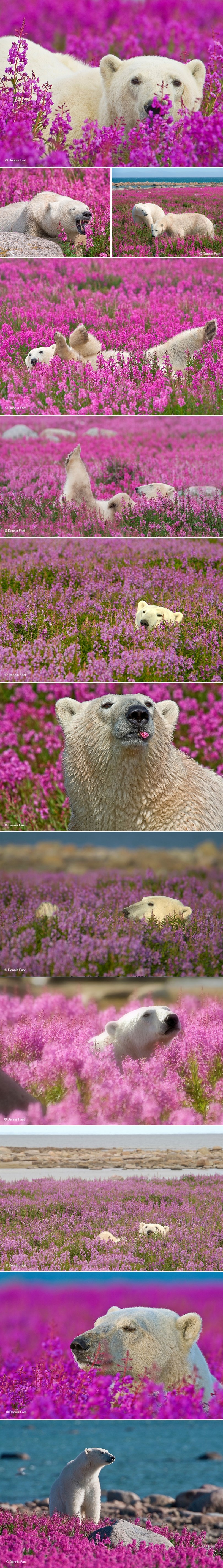 GALERIJA: Romantični polarni medvjed pokazao svoju nježnu stranu