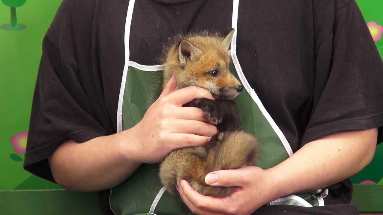 VIDEO: Pufasta mala lisica voli maženje i ne želi da ikad prestane, ikad!