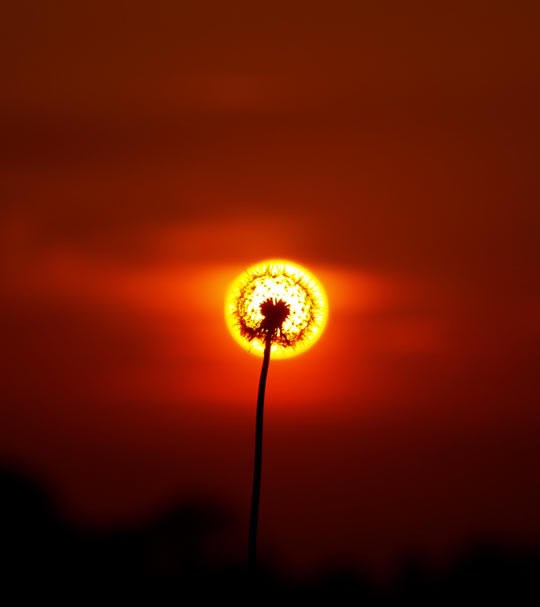 Maslačkov pozdrav Suncu