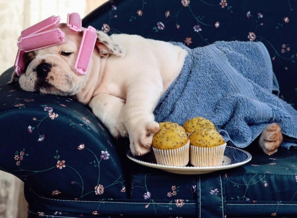 Idealno popodne svake prave pesekice