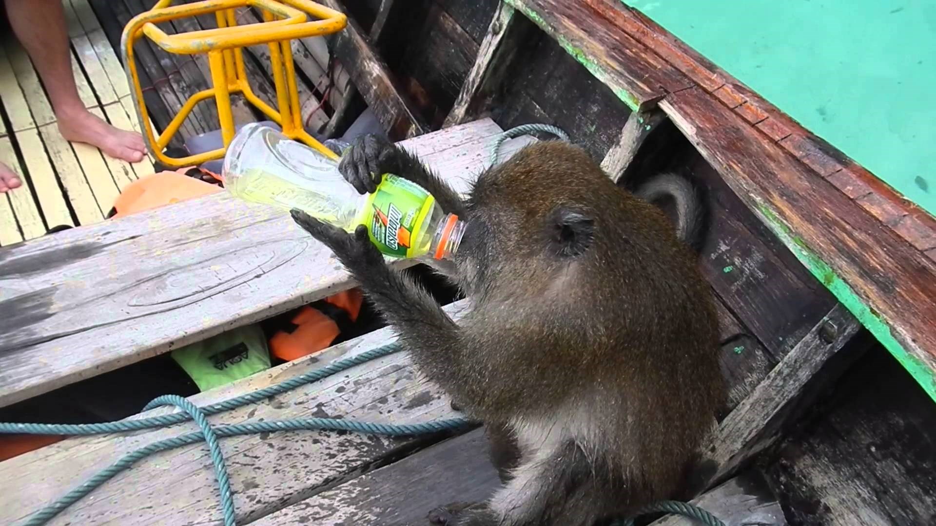 Ljuti majmun popeo se ljudima na brod, a ono što je učinio iznenadilo ih je