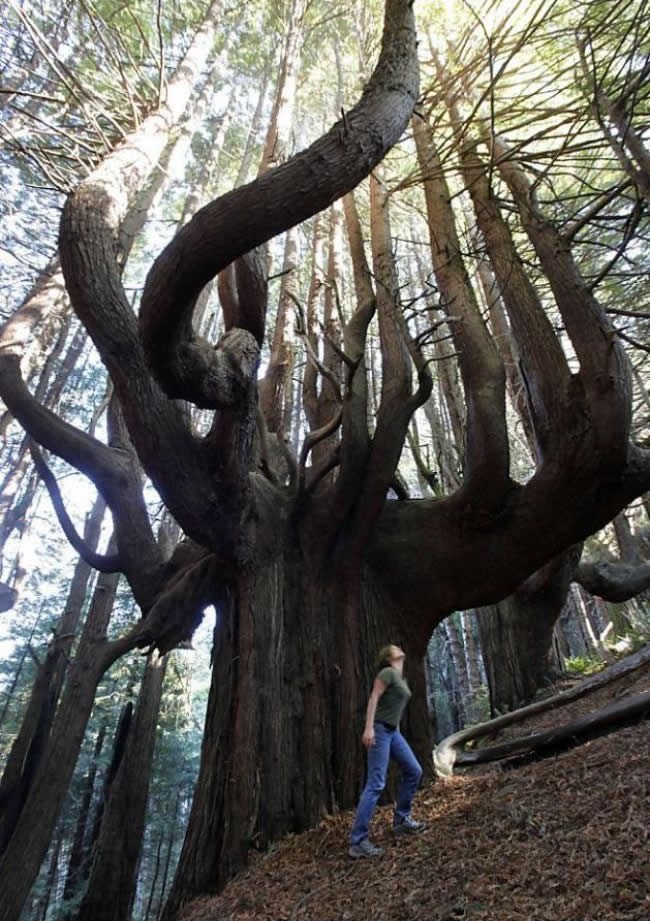 Njezino veličanstvo sekvoja