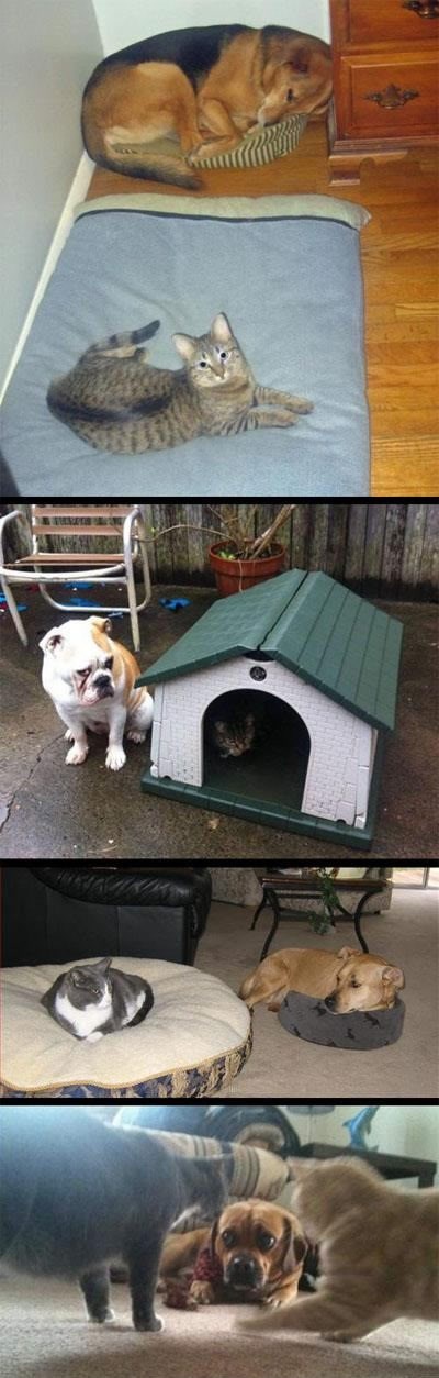 Mačke podjarmile pse i zasjele na tron