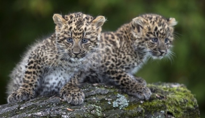 Mor i May - najslađe leopardice na svijetu