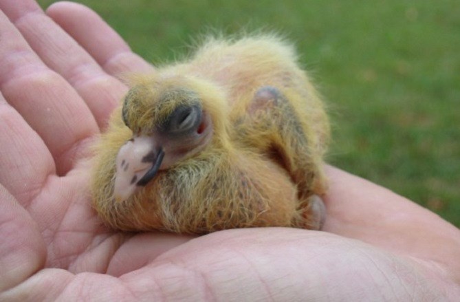 Imate li pojma koja je ovo ptica?