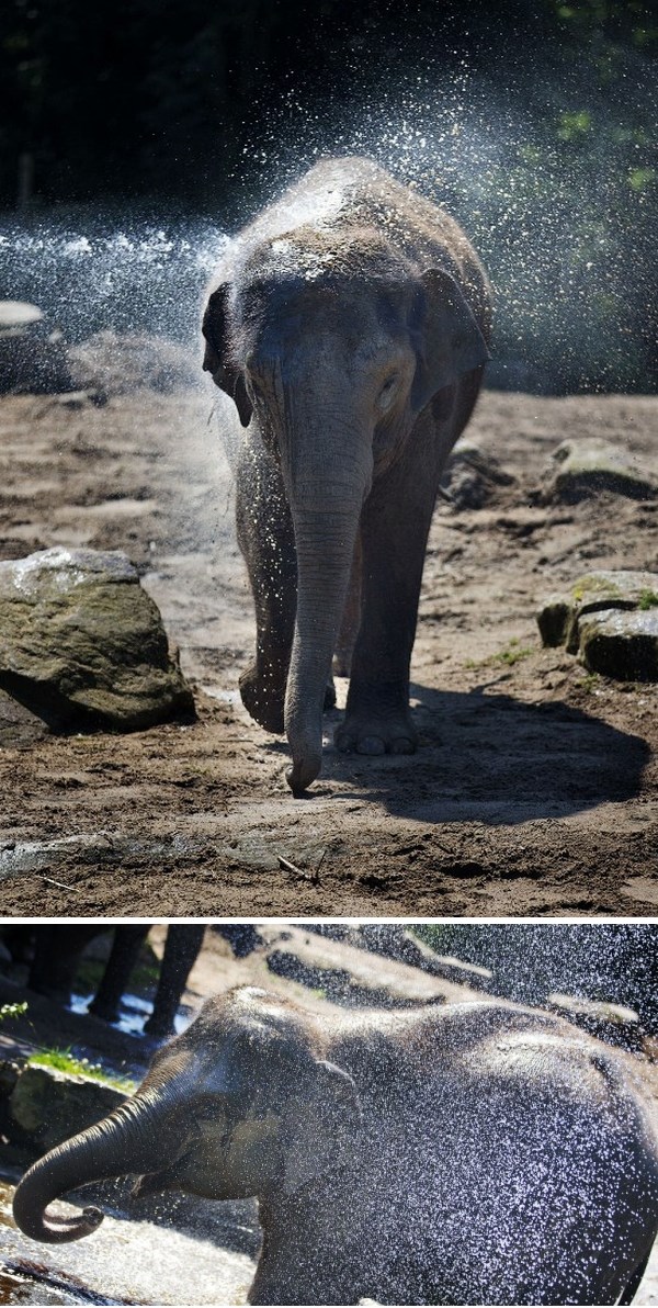 Preslatki slonić našao osvježenje