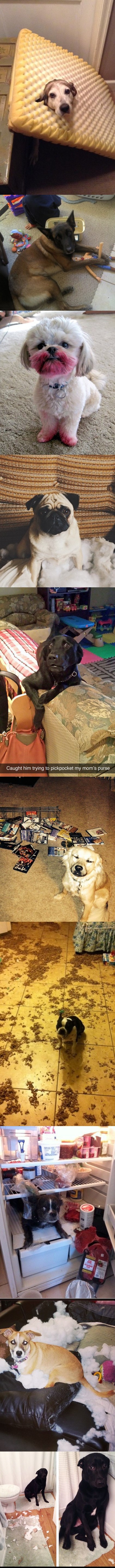 Uhvaćeni na djelu - evo što nevaljali psi rade kada ostanu sami