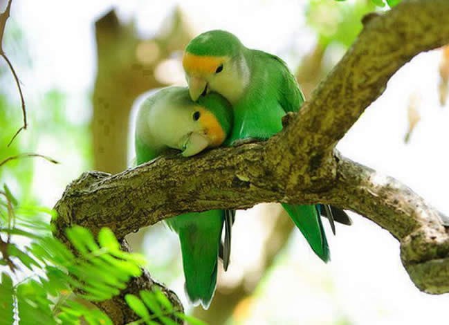Zaljubljene papigice slatke da se rastopiš