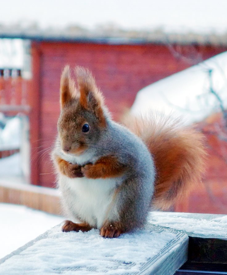 Debela, ti si spremna za zimu iz "Game of thronesa"!