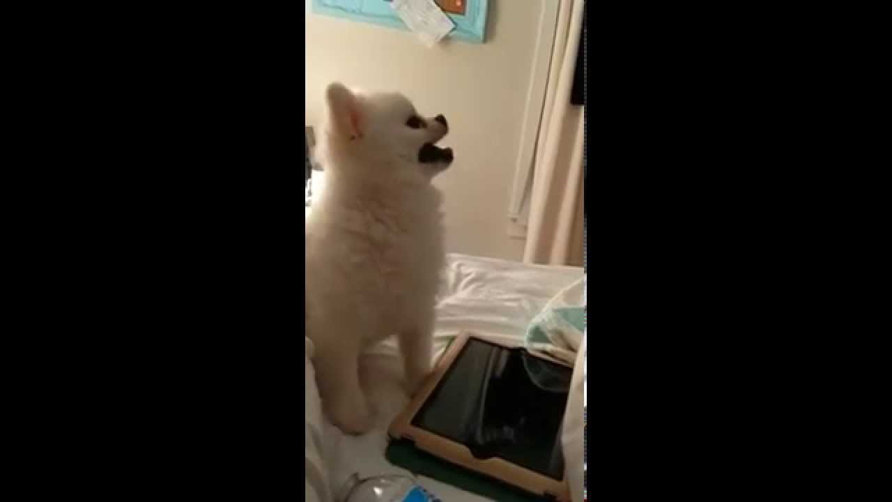Epic Pomeranian Puppy sneeze 