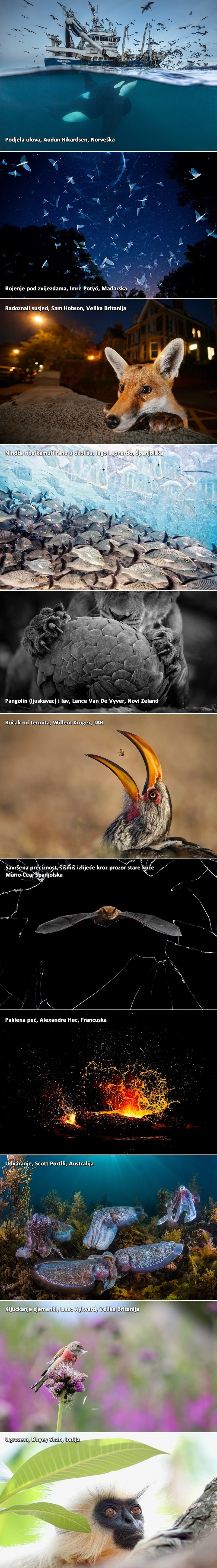 TOP 10 fotki izbora za najboljeg fotografa divljih životinja i prirode 2016.
