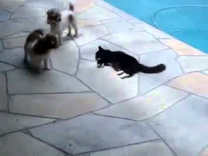 Nervozna mica maca se posvađala s psom i gurnula ga u bazen!