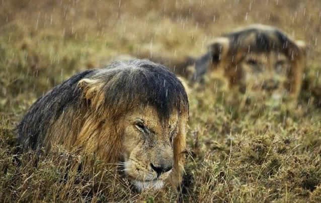 Ni kralj džungle nije iznad Prirode