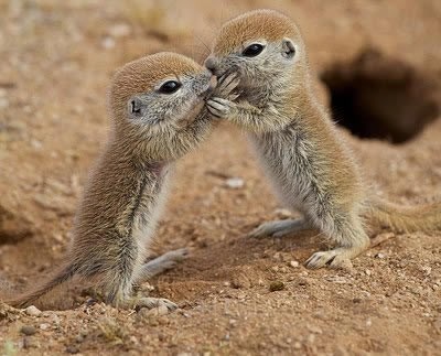 Ti si mi najdraža, kad narastemo ženim te!