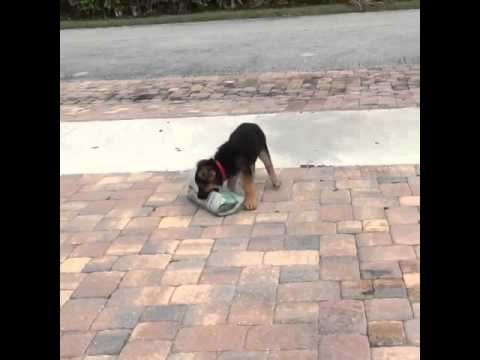 DOBRO JUTRO! Mali medeni psić se trudi donijeti vlasniku velike novine