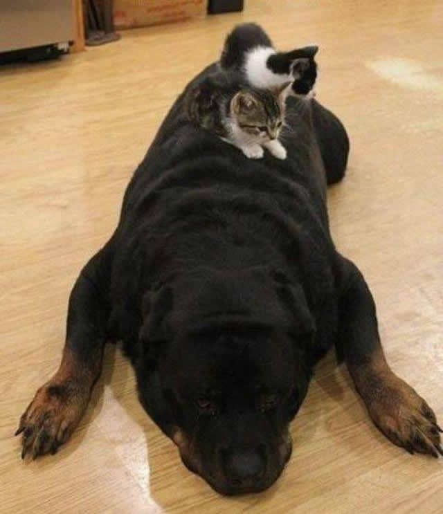 Kad "strašnog" rotvajlera ostaviš samog s macama