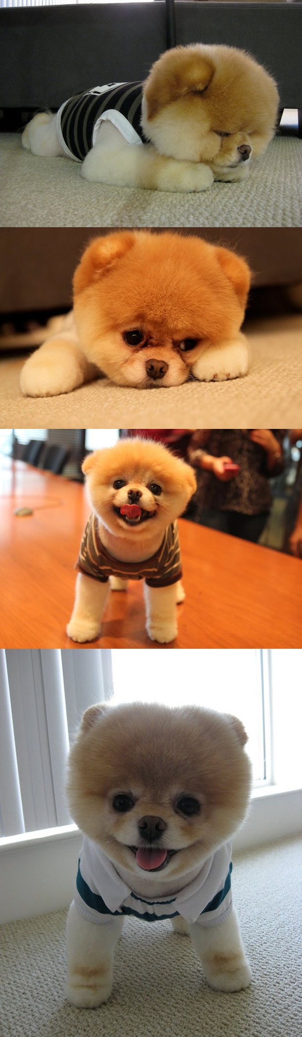 Boo slovi za najslađeg peseka na svijetu