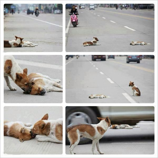 Pas nikad ne napušta onog koga voli