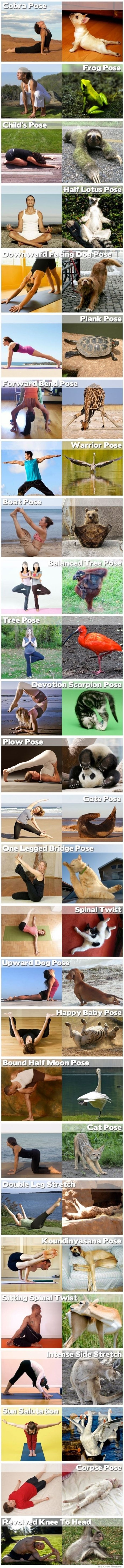 GALERIJA: Životinje su prirodni talenti za jogu!