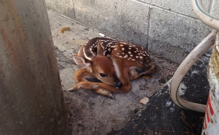 Bambi se izgubio