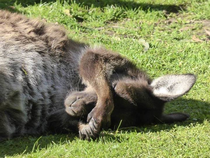 Daj, pa kaj me budiš, još nije ni podne!