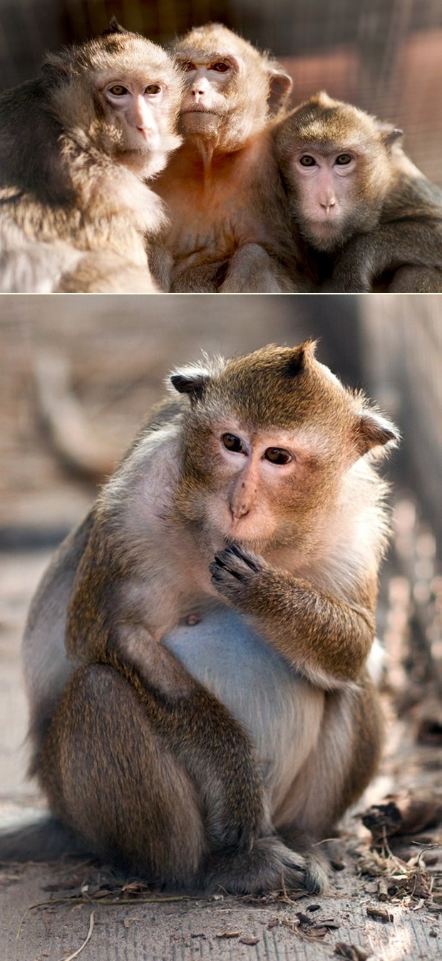 Fotogenični majmuni iz Haaga