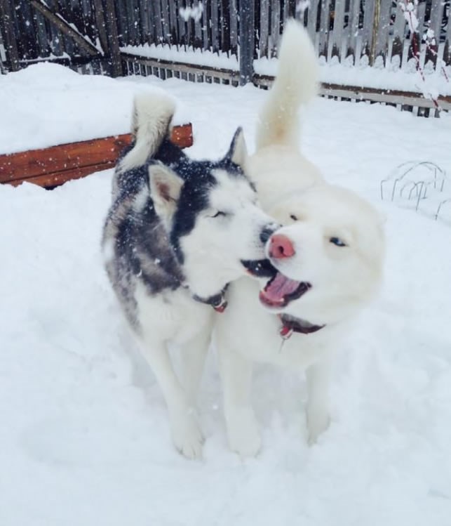 Slijepom psu frend postao vodič