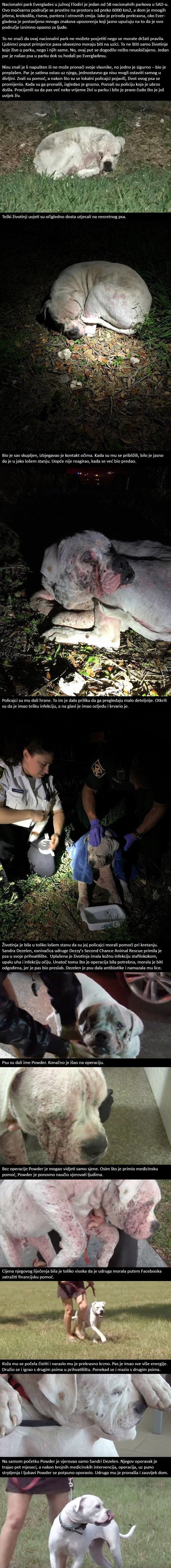 Napušteni pas je već bio odustao od života, a onda ga je spasila ljubav