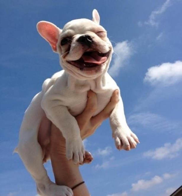 Najveselije malo biće na svijetu: Psić se igra "aviona"