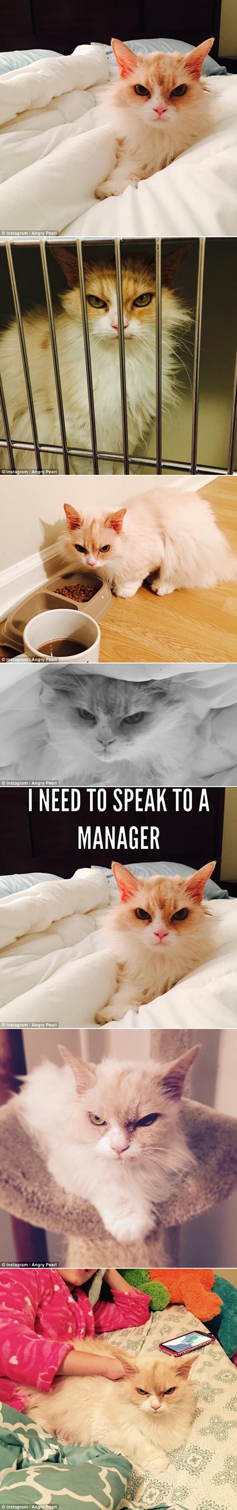 Grumpy Cat dobio konkurenciju!