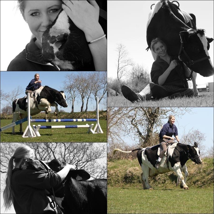 Krave su novi konji: Nu, Šarulja, nu, skoči!