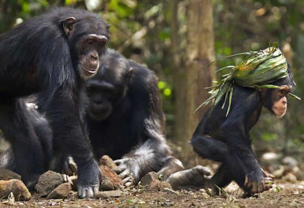 Čimpanzić baki nosi stvari preko ceste