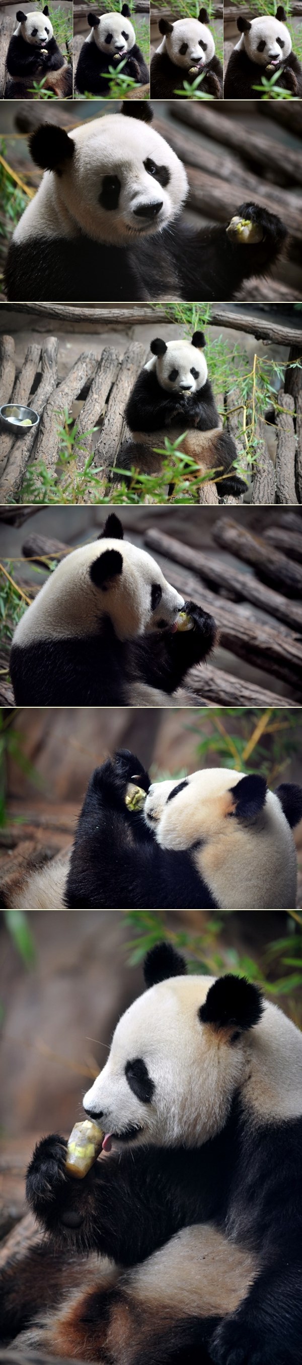 Panda "Bucko" se hladi smrznutom slasticom