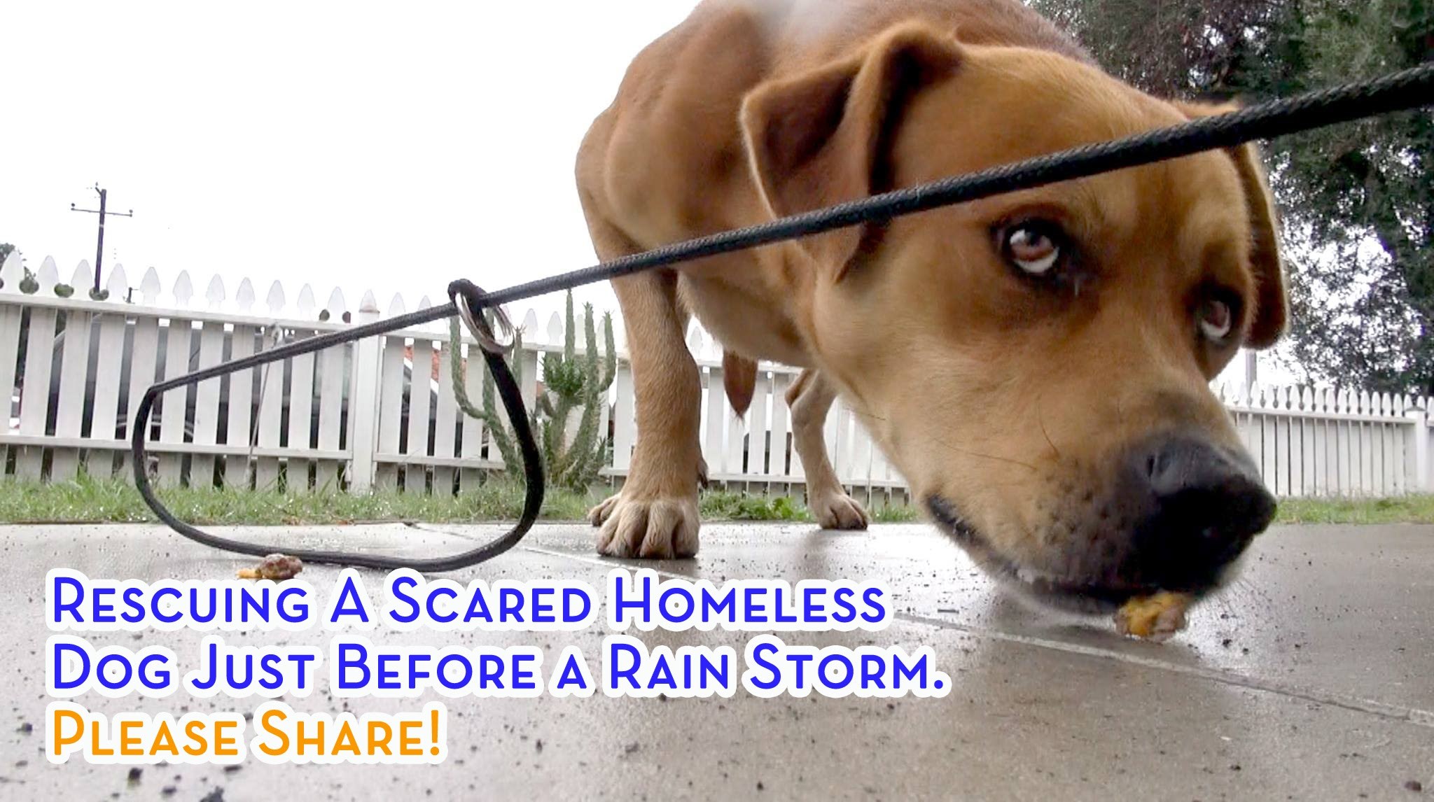 Pronašli su preplašenog psa koji nije vjerovao nikome i odlučili mu pomoći