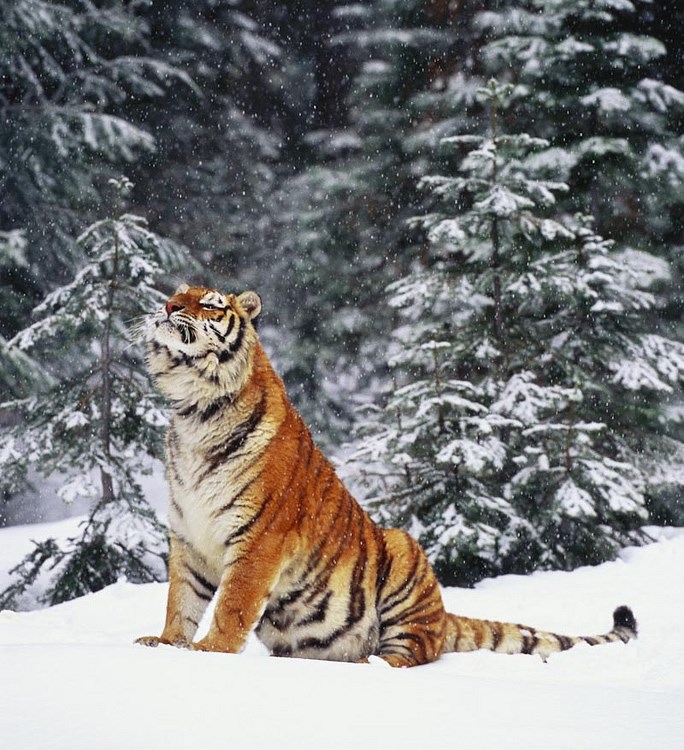 I tigar je samo velika maca: Uživanje u pahuljicama