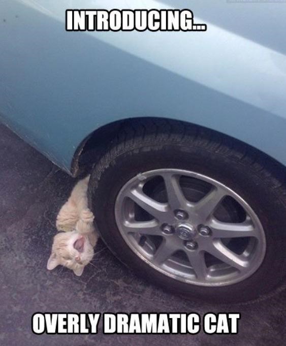 Mačke su kraljice drame