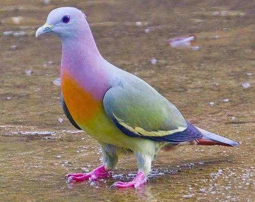 Kad se golub sudari sa dugom