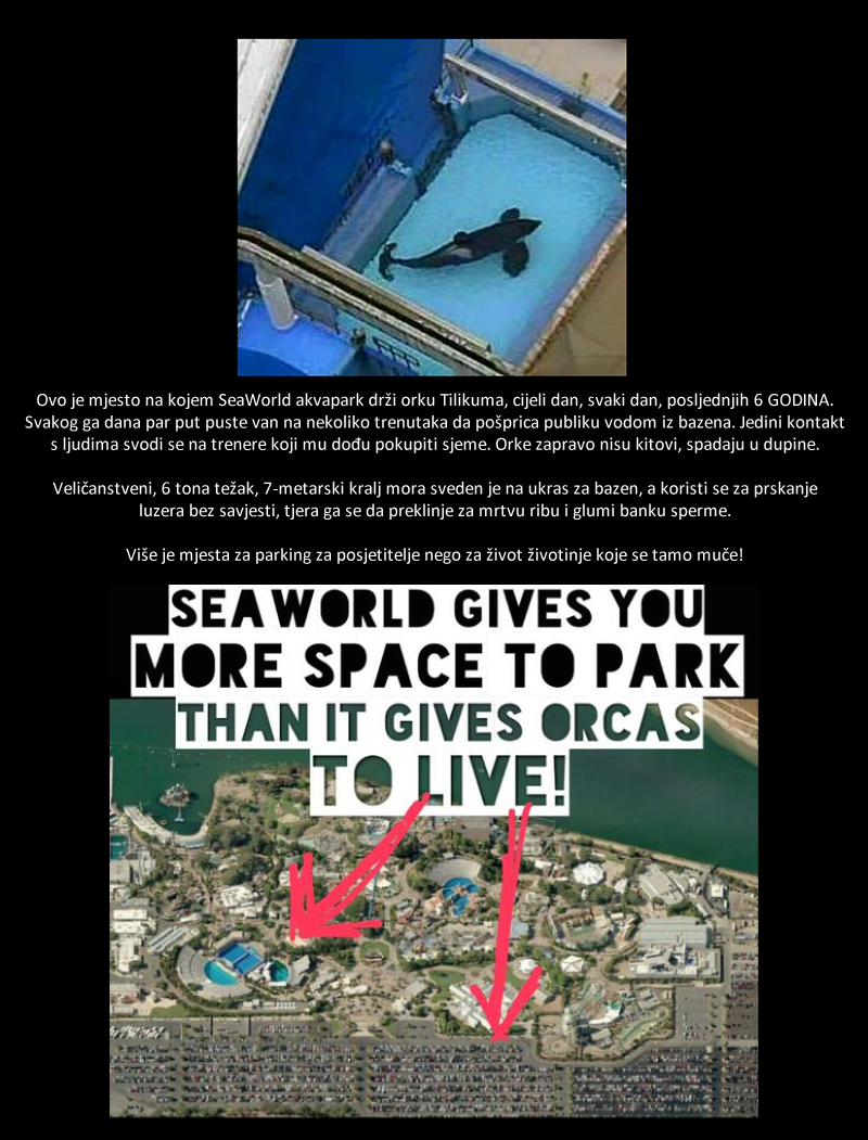 Užasna fotografija orke koja je rasplakala cijeli svijet