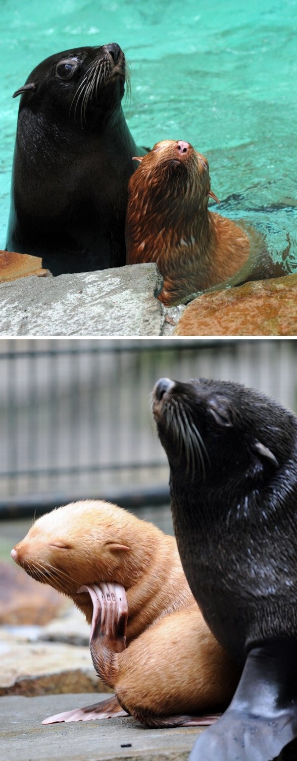 Mama brižno pazi malog albino tuljana