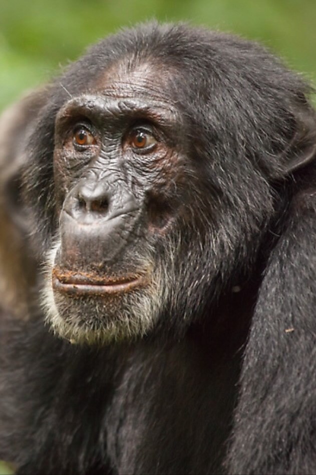 Što je "krivo" na ovoj fotki čimpanze?