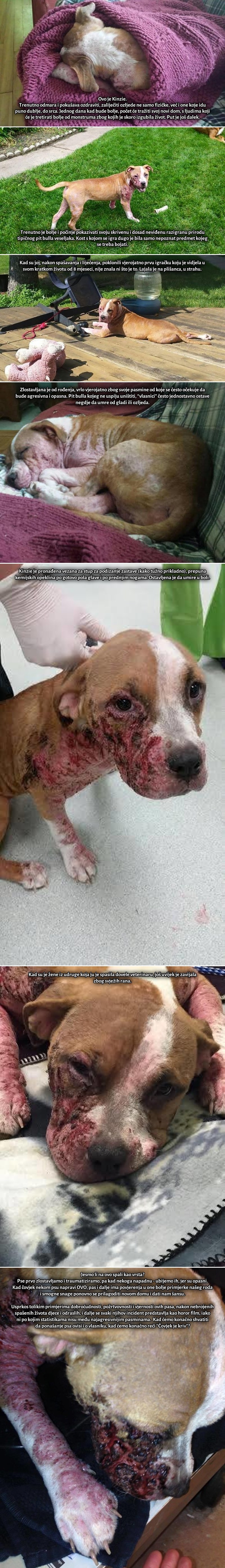 UZNEMIRUJUĆE FOTOGRAFIJE: Što pit bull preživi od ljudskih čudovišta rijetko tko bi oprostio..