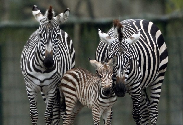 Sretna prugasta obitelj