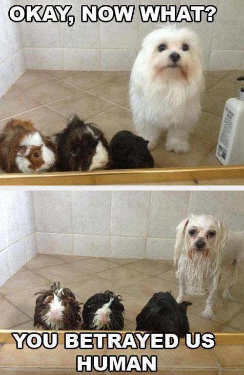 Kako ljubimce natjerati da te zamrze