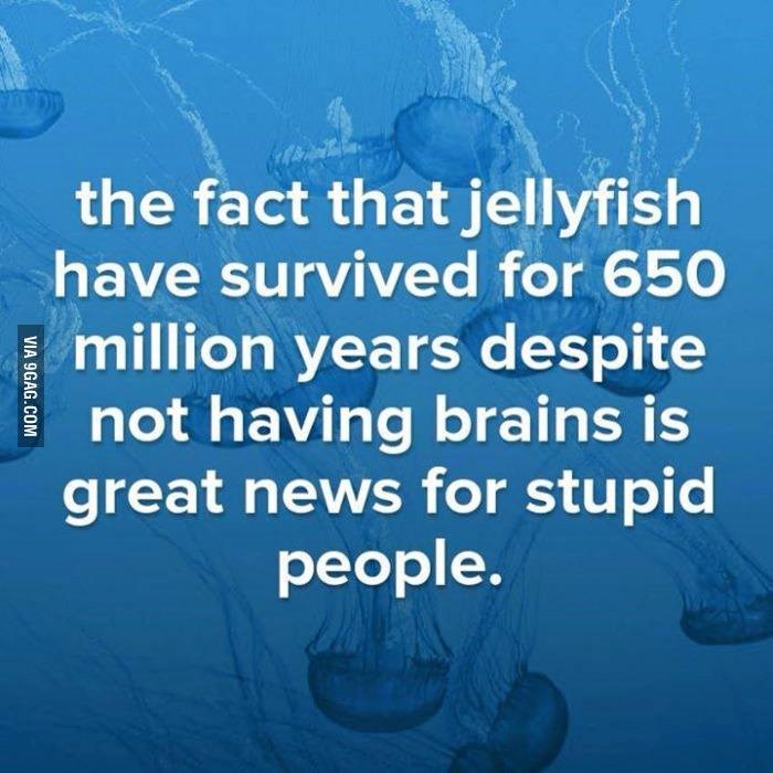 Dobra vijest za budale