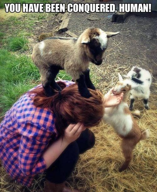 Kung-fu kozlići je svladali slatkoćom